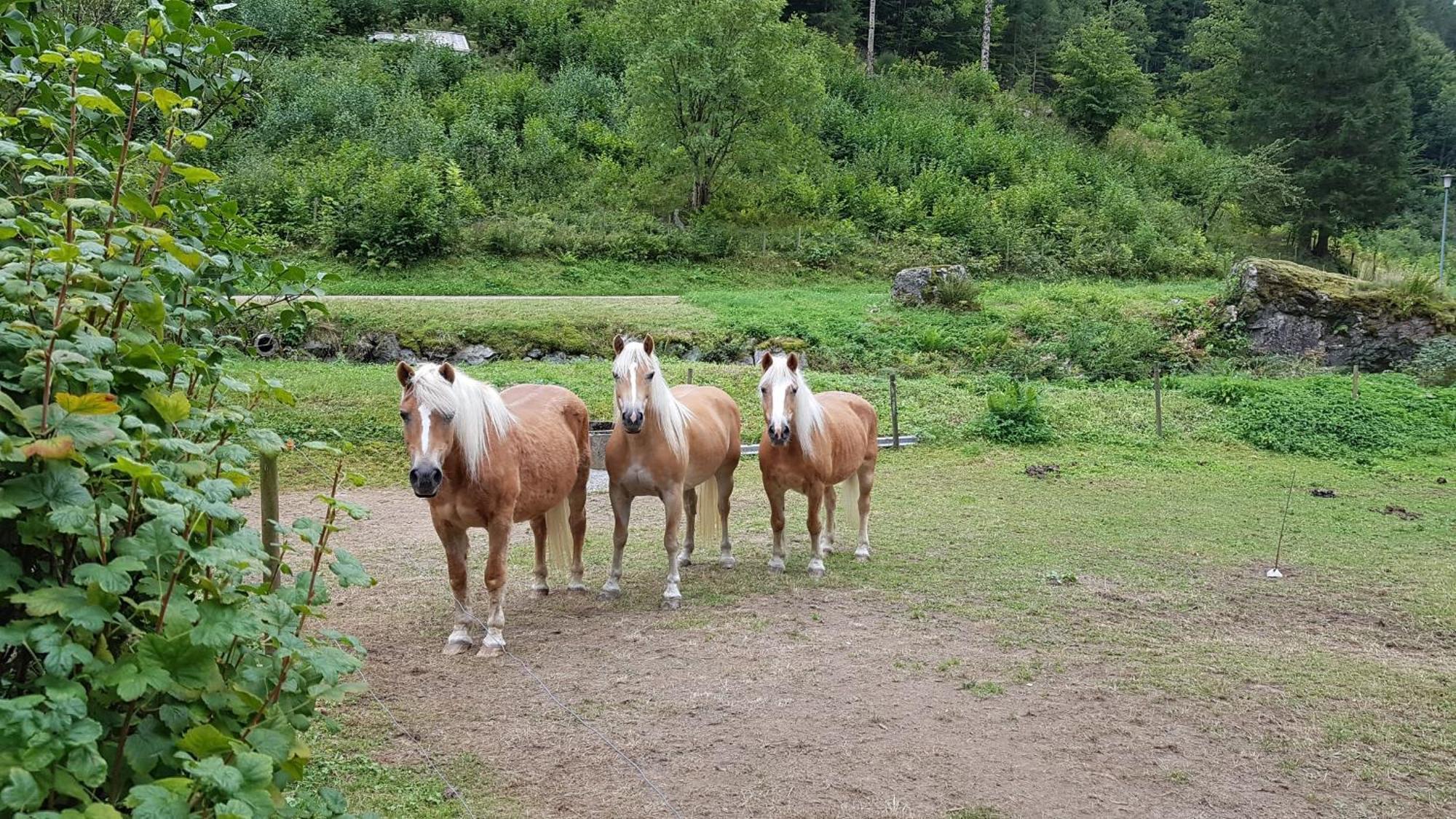 Ferienwohnung Schwarzwaldfeder Todtnau Exteriér fotografie
